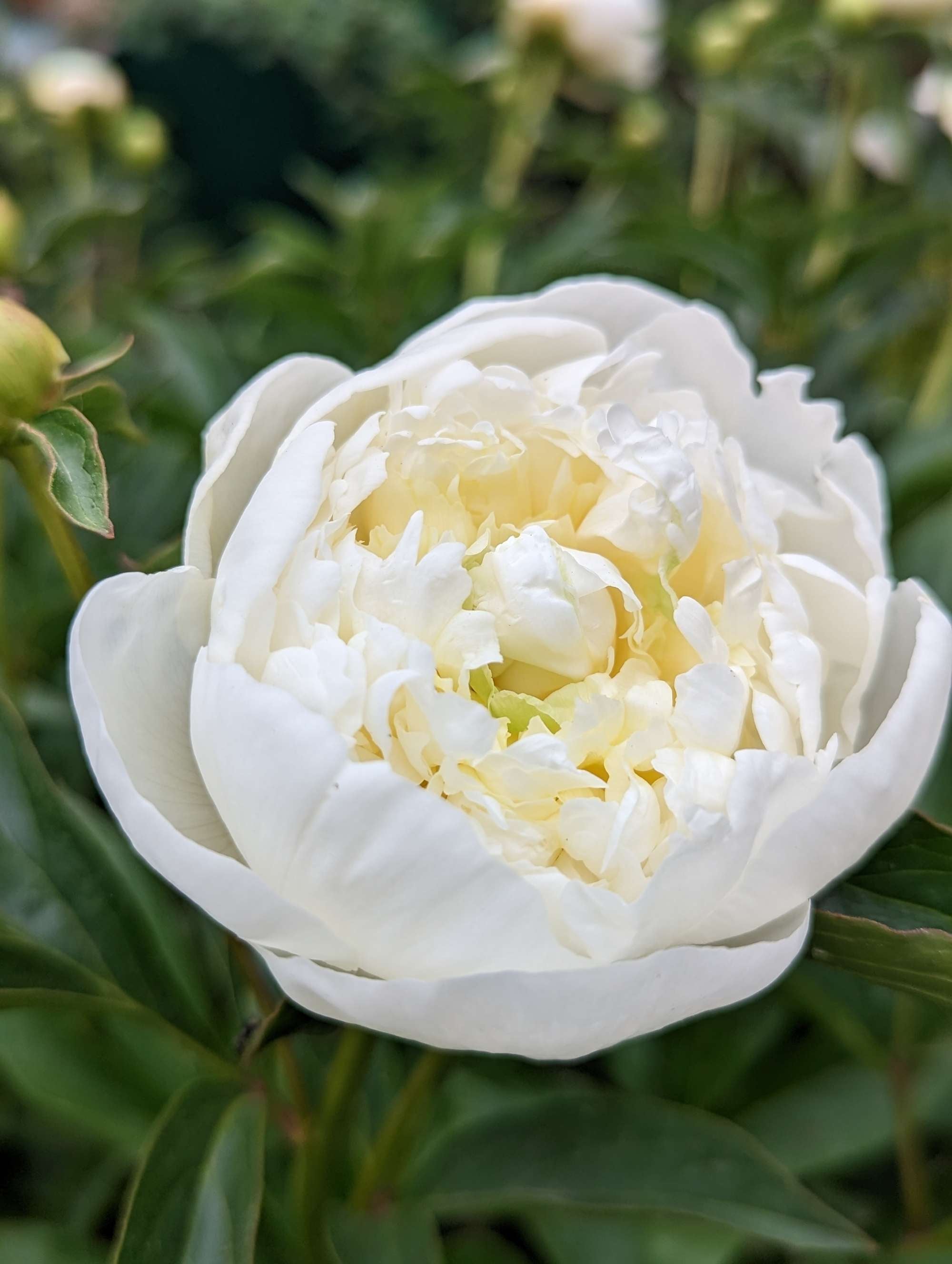Pfingstrose 'Duchesse de Nemours'